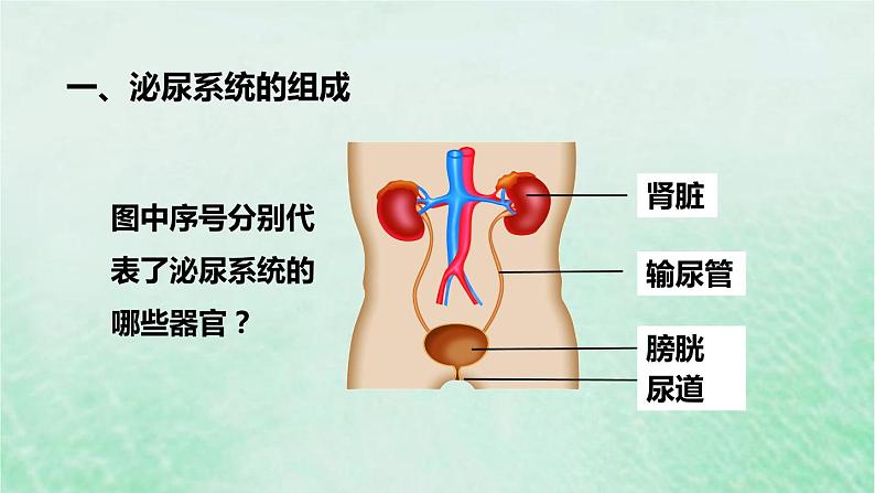 人教版七年级生物下册第4单元生物圈中的人第5章人体内废物的排出课件06