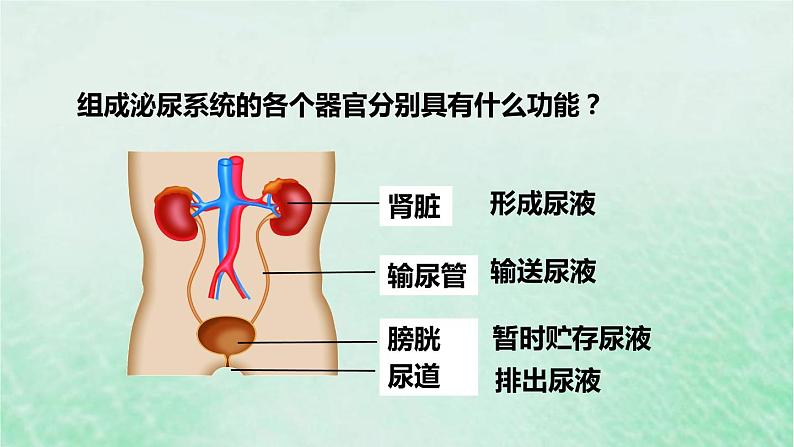 人教版七年级生物下册第4单元生物圈中的人第5章人体内废物的排出课件07