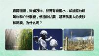 生物七年级下册第四单元 生物圈中的人第七章 人类活动对生物圈的影响第二节 探究环境污染对生物的影响课前预习课件ppt