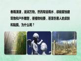 人教版七年级生物下册第4单元生物圈中的人第7章人类活动对生物圈的影响第2节探究环境污染对生物的影响课件