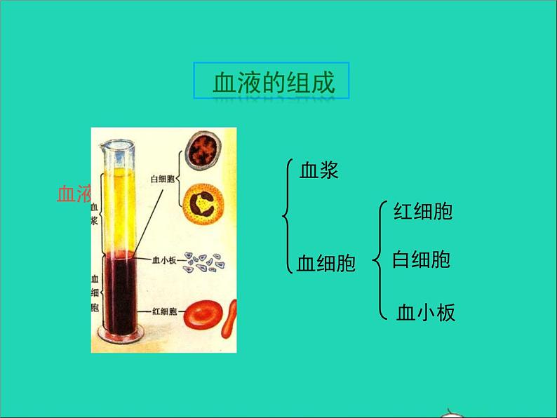 2022年北师大版生物七年级下册同步教学课件第4单元生物圈中的人第9章人体内的物质运输第1节血液08