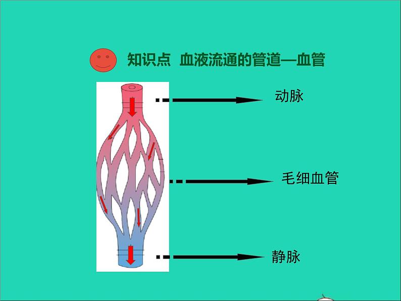 2022年北师大版生物七年级下册同步教学课件第4单元生物圈中的人第9章人体内的物质运输第2节血液循环第1课时血液流动的管道第4页