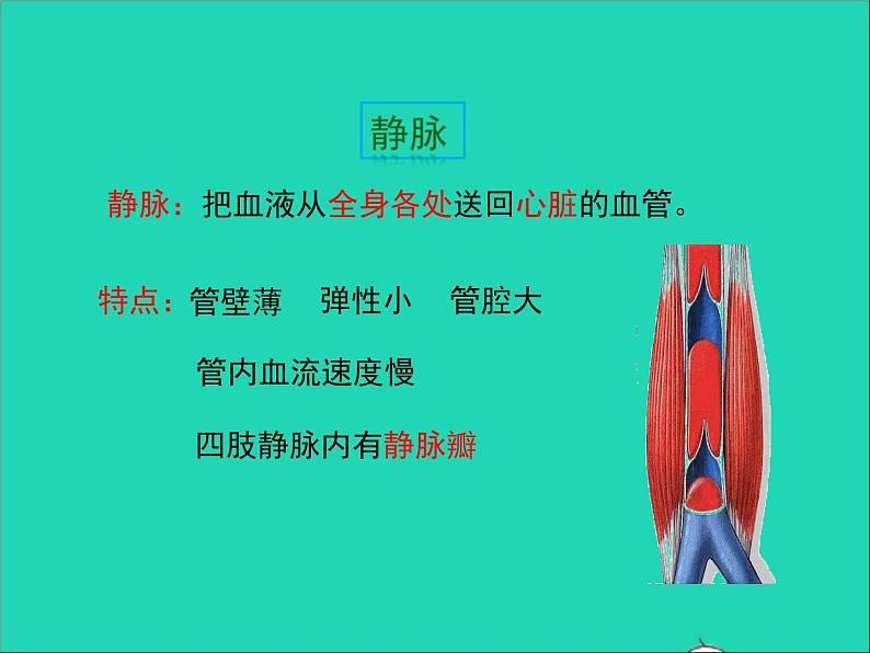 2022年北师大版生物七年级下册同步教学课件第4单元生物圈中的人第9章人体内的物质运输第2节血液循环第1课时血液流动的管道第6页