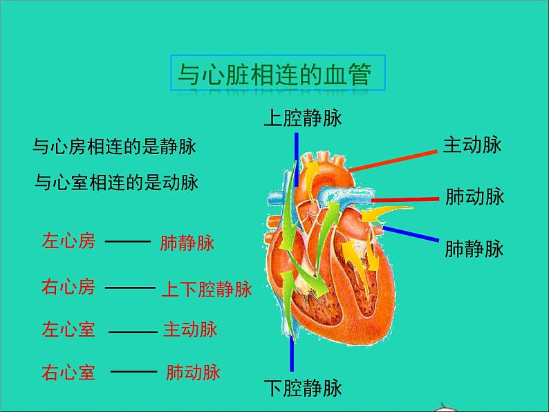 2022年北师大版生物七年级下册同步教学课件第4单元生物圈中的人第9章人体内的物质运输第2节血液循环第2课时心脏与血液循环05