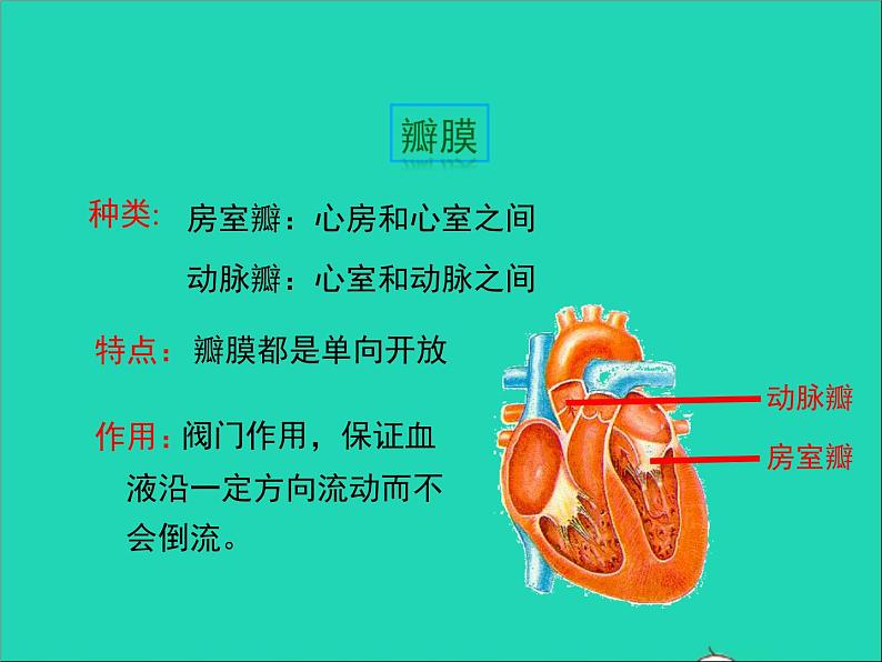 2022年北师大版生物七年级下册同步教学课件第4单元生物圈中的人第9章人体内的物质运输第2节血液循环第2课时心脏与血液循环06