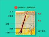 2022年北师大版生物七年级下册同步教学课件第4单元生物圈中的人第11章人体代谢废物的排出第3节皮肤与汗液分泌