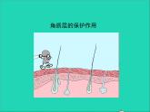 2022年北师大版生物七年级下册同步教学课件第4单元生物圈中的人第11章人体代谢废物的排出第3节皮肤与汗液分泌