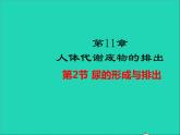 2022年北师大版生物七年级下册同步教学课件第4单元生物圈中的人第11章人体代谢废物的排出第2节尿的形成与排出