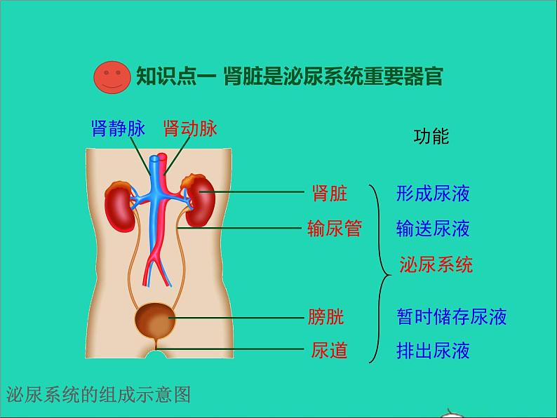 2022年北师大版生物七年级下册同步教学课件第4单元生物圈中的人第11章人体代谢废物的排出第2节尿的形成与排出03