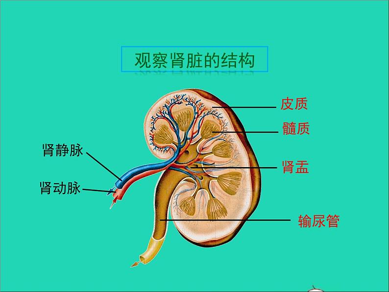 2022年北师大版生物七年级下册同步教学课件第4单元生物圈中的人第11章人体代谢废物的排出第2节尿的形成与排出04