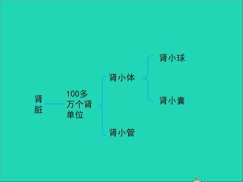 2022年北师大版生物七年级下册同步教学课件第4单元生物圈中的人第11章人体代谢废物的排出第2节尿的形成与排出05