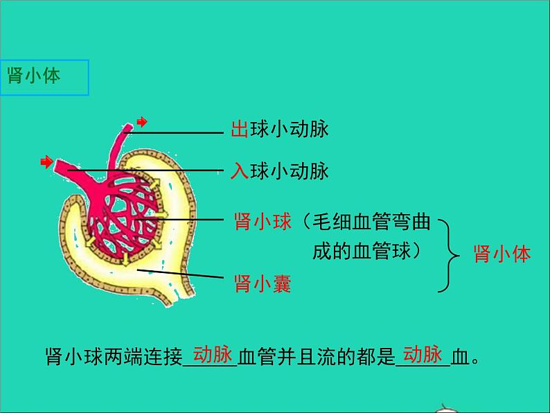 2022年北师大版生物七年级下册同步教学课件第4单元生物圈中的人第11章人体代谢废物的排出第2节尿的形成与排出08