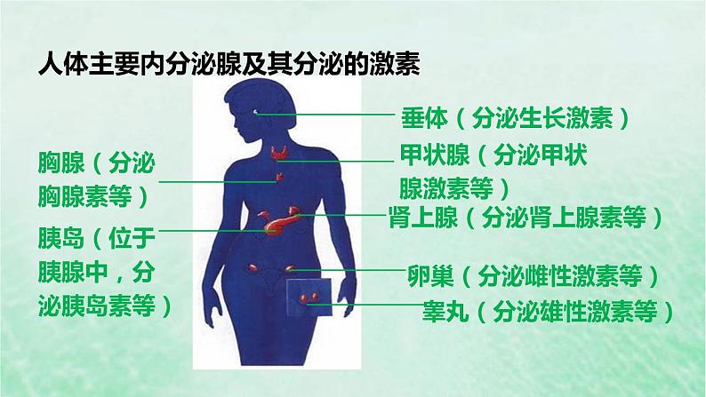 人教版七年级生物下册第4单元生物圈中的人第6章人体生命活动的调节第4节激素调节课件第7页