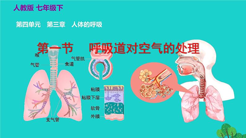 人教版七年级生物下册第4单元生物圈中的人第3章人体的呼吸第1节呼吸道对空气的处理2课件02