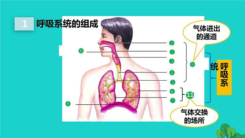 人教版七年级生物下册第4单元生物圈中的人第3章人体的呼吸第1节呼吸道对空气的处理2课件第4页