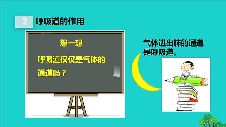 人教版七年级生物下册第4单元生物圈中的人第3章人体的呼吸第1节呼吸道对空气的处理2课件第6页