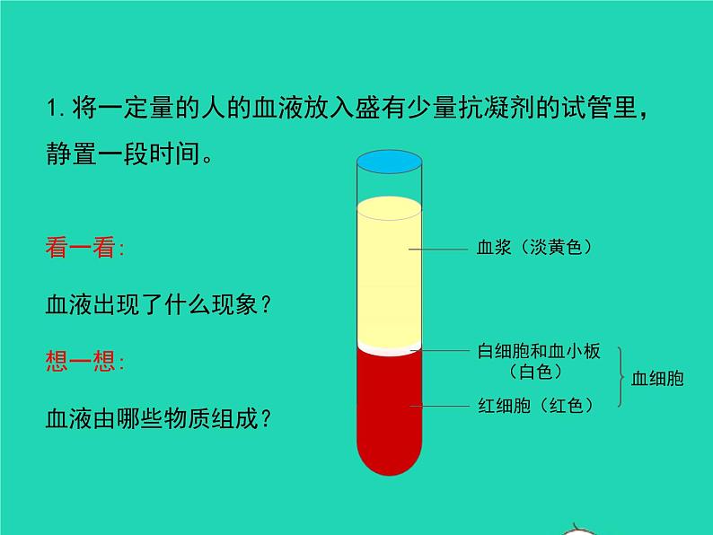 人教版七年级生物下册第4单元生物圈中的人第4章人体内物质的运输第1节流动的组织-血液课件03