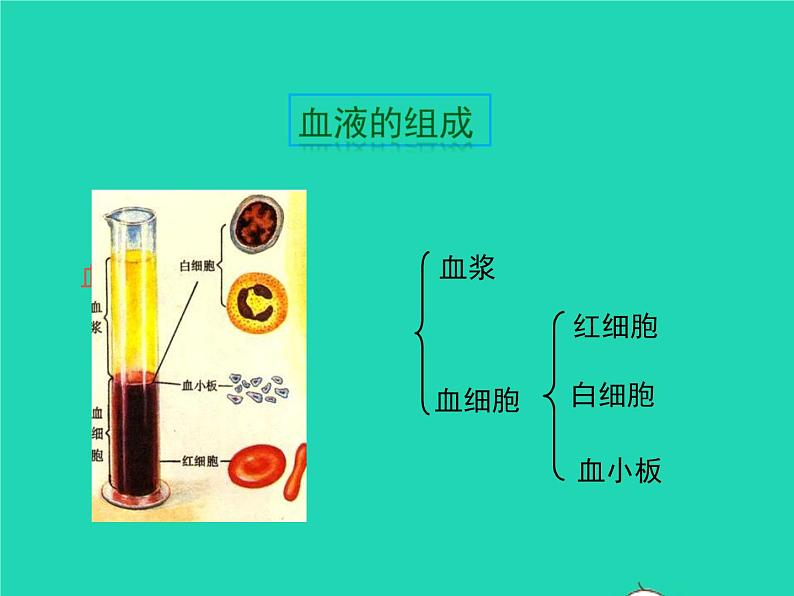 人教版七年级生物下册第4单元生物圈中的人第4章人体内物质的运输第1节流动的组织-血液课件05