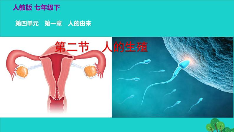 人教版七年级生物下册第4单元生物圈中的人第1章人的由来第2节人的生殖1课件02