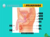 人教版七年级生物下册第4单元生物圈中的人第1章人的由来第2节人的生殖1课件