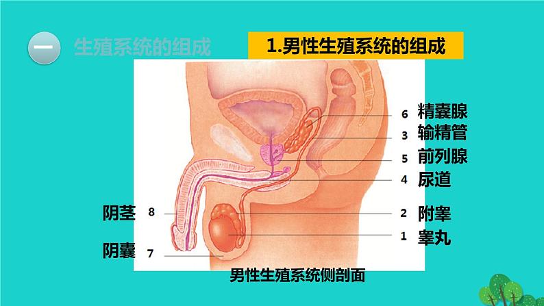 人教版七年级生物下册第4单元生物圈中的人第1章人的由来第2节人的生殖1课件04