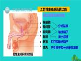 人教版七年级生物下册第4单元生物圈中的人第1章人的由来第2节人的生殖1课件