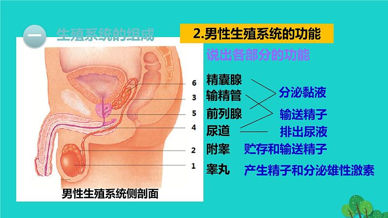 人教版七年级生物下册第4单元生物圈中的人第1章人的由来第2节人的生殖1课件05