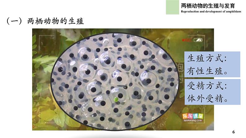 初中 初二 生物  《两栖动物的生殖和发育》 课件第6页