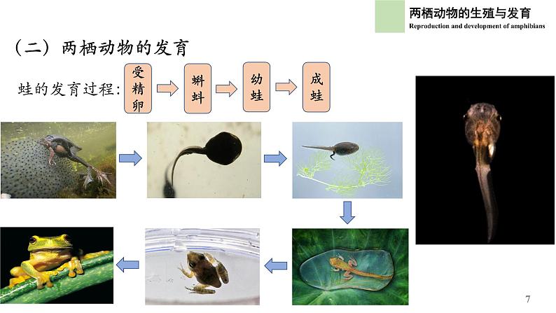 初中 初二 生物  《两栖动物的生殖和发育》 课件第7页