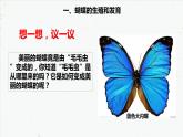 初中 初二 生物  昆虫的生殖和发育  课件