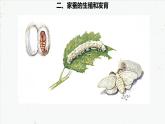 初中 初二 生物  昆虫的生殖和发育  课件