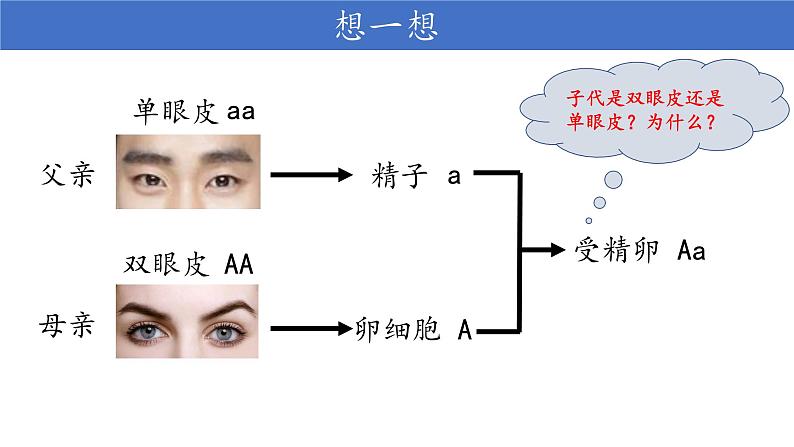 初中 初二 生物  基因的显性和隐性 课件第3页