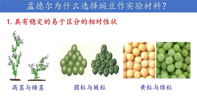 初中 初二 生物  基因的显性和隐性 课件第5页