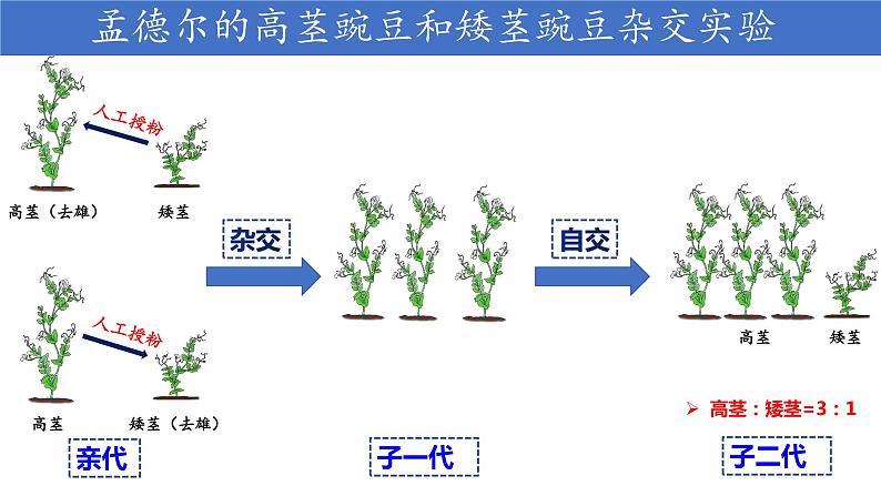 初中 初二 生物  基因的显性和隐性 课件第8页