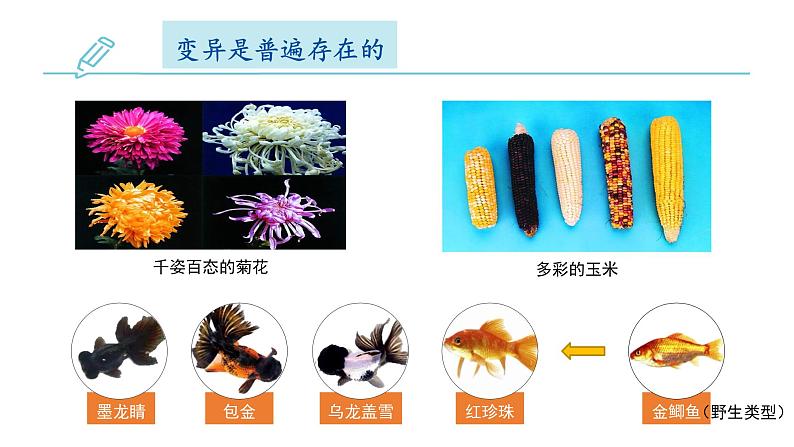 初中 初二 生物  生物的变异—教学课件05