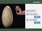 初中 初二 生物 《鸟的生殖和发育》 课件