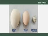 初中 初二 生物 《鸟的生殖和发育》 课件