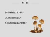 初中 初二 生物 《真菌》重难点讲解ppt 课件