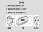 初中 初二 生物 《真菌》重难点讲解ppt 课件