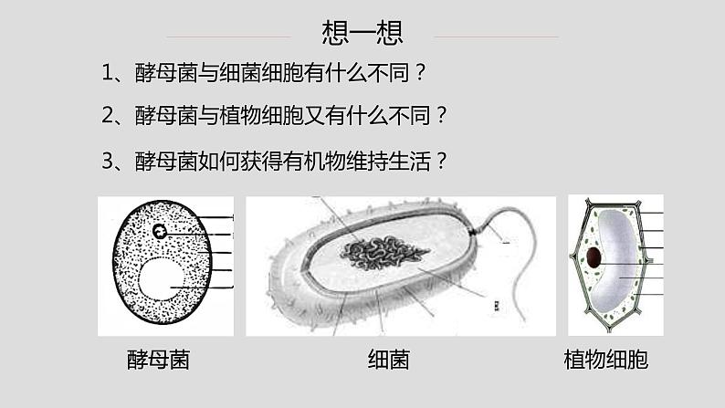 初中 初二 生物 《真菌》重难点讲解ppt 课件04