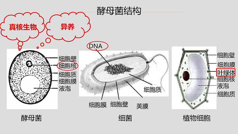 初中 初二 生物 《真菌》重难点讲解ppt 课件05