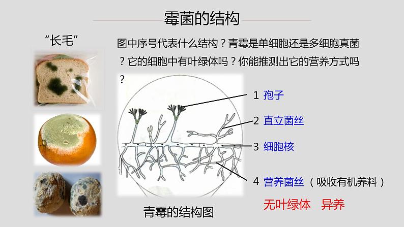 初中 初二 生物 《真菌》重难点讲解ppt 课件06