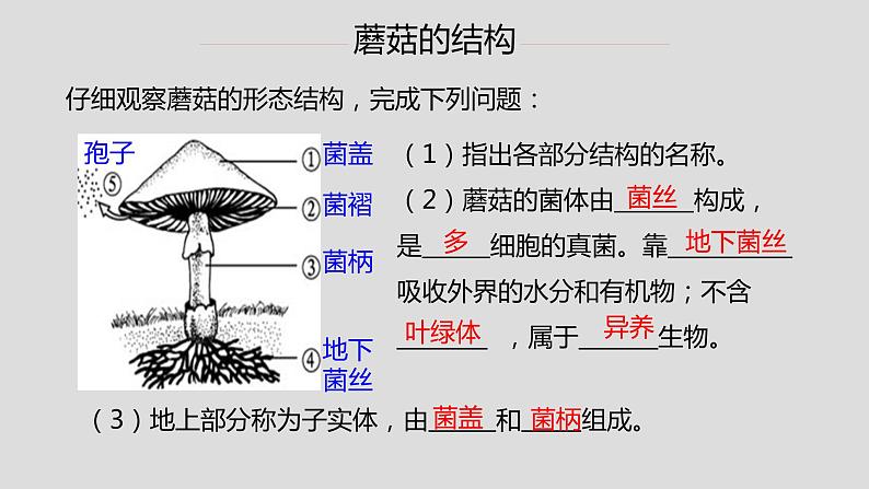 初中 初二 生物 《真菌》重难点讲解ppt 课件07