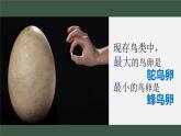 初中 初二 生物 《鸟的生殖和发育》课件