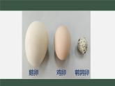 初中 初二 生物 《鸟的生殖和发育》课件