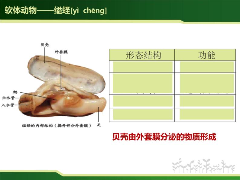 初中 初二 生物 《软体动物和节肢动物》 课件04