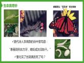 初中 初二 生物 昆虫的生殖和发育  课件