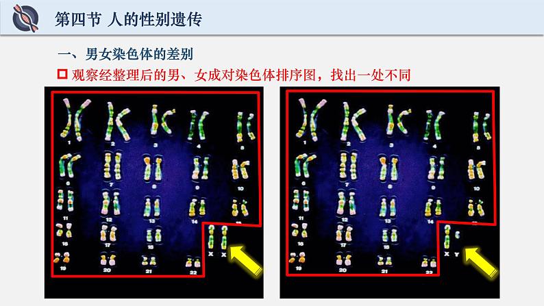 初中 初二 生物 人的性别遗传 课件05