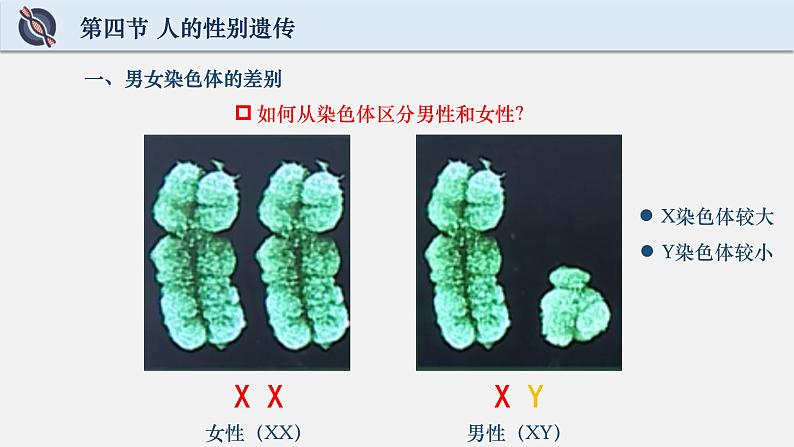 初中 初二 生物 人的性别遗传 课件06