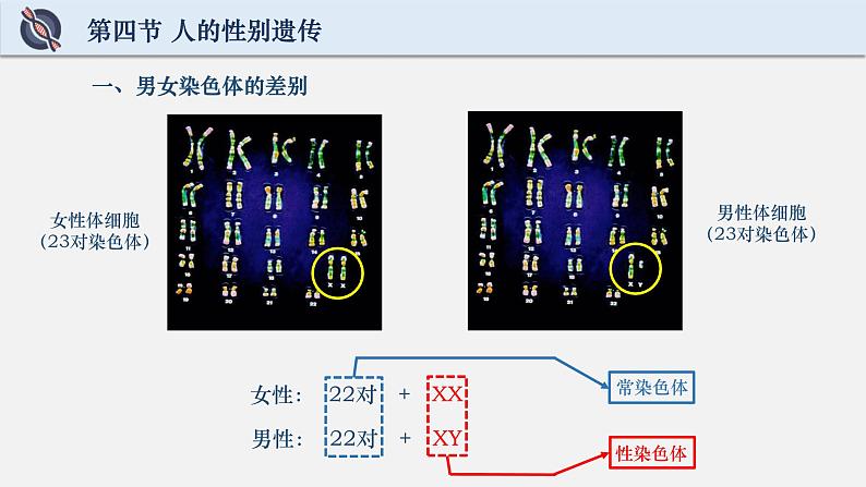 初中 初二 生物 人的性别遗传 课件07